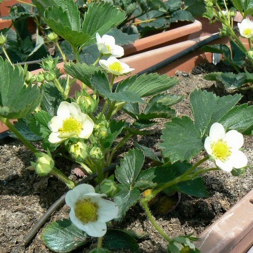 Middenlate Aardbei 'Jucunda'