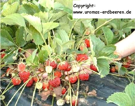 Suikeraardbei 'Königin Louise'