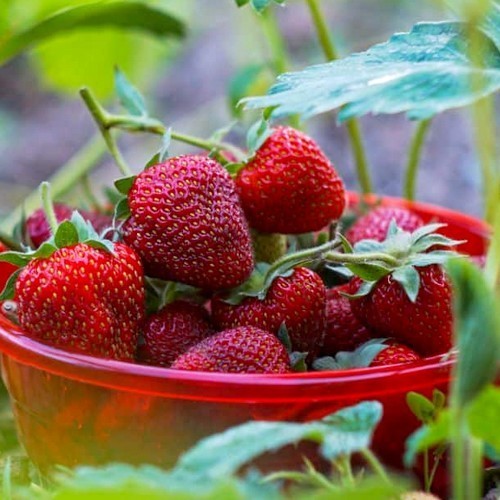 Vroege Aardbeien 'Korbinskaya Rannyaya'