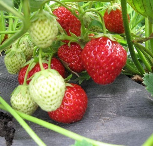 Middentijdse Aardbei 'Korona'