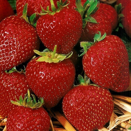 Middentijdse Aardbei 'Korona'