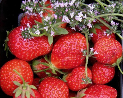 Middentijdse Aardbei 'Korona'