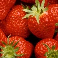 Vroege Smulaardbei 'Lambada'