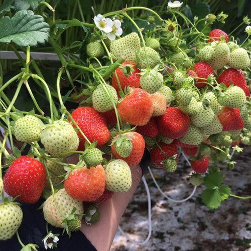 Middentijdse Aardbei 'Limalexia'