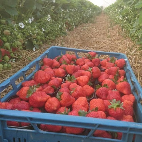 Middentijdse Aardbei 'Limalexia'