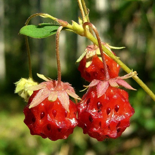 Wilde Smulaardbei 'Little Scarlet' / 'Scarlet'