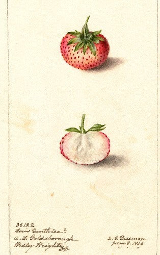 Rosé-Aardbei 'Louis Gauthier'