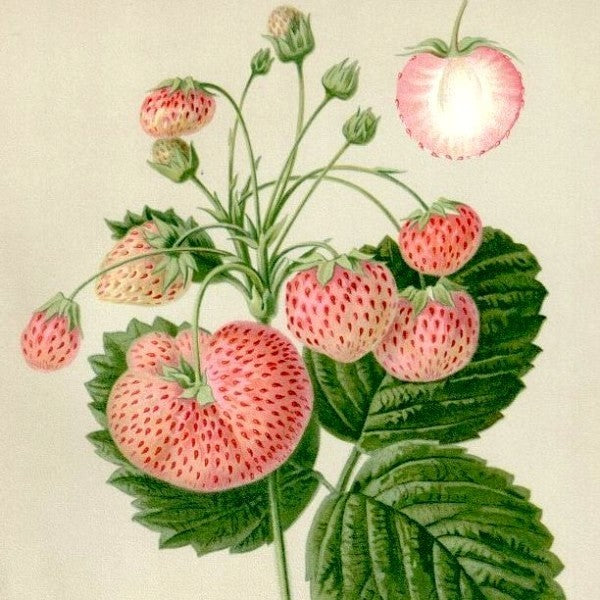Rosé-Aardbei 'Louis Gauthier'