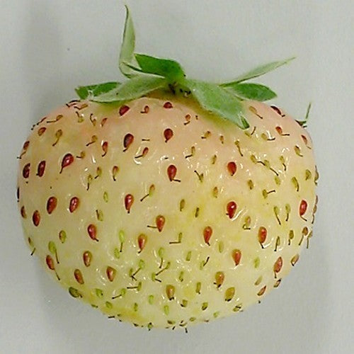 Chileense Aardbei 'Lucida Perfecta'