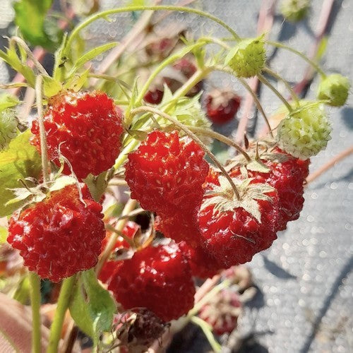 Echte Alpenaardbei 'Majaufe'