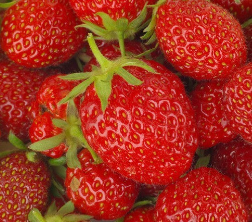 Doordragende Aardbei 'Mara des Bois'