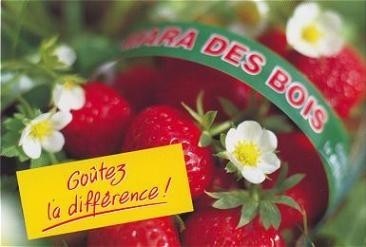 Doordragende Aardbei 'Mara des Bois'
