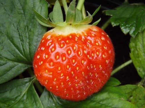 Doordragende Aardbei 'Mara des Bois'