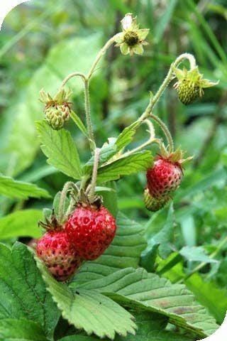 Muskusaardbei 'Marie Charlotte'