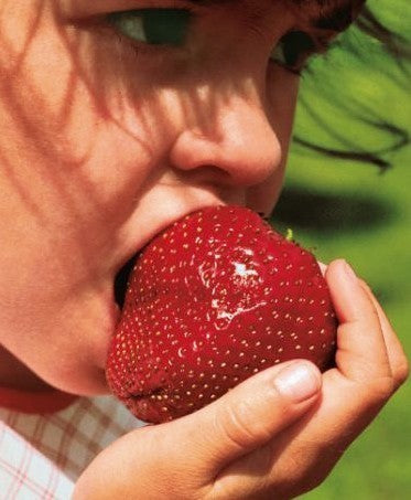 Giant Strawberry '(Gigantella) Maxim'