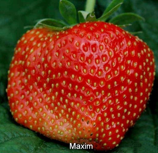 Giant Strawberry '(Gigantella) Maxim'