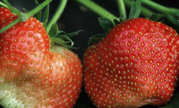 Giant Strawberry '(Gigantella) Maxim'