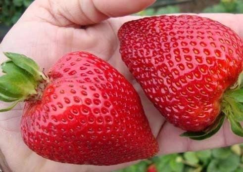 Giant Strawberry '(Gigantella) Maxim'