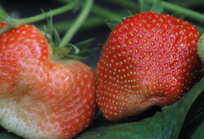 Giant Strawberry '(Gigantella) Maxim'