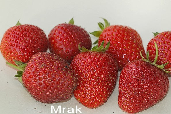 Klimaardbei 'Mrak' (Vh 'Mount Everest') / 'Mostark'