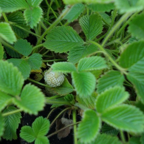 Perzikaardbei 'Mount Omei'