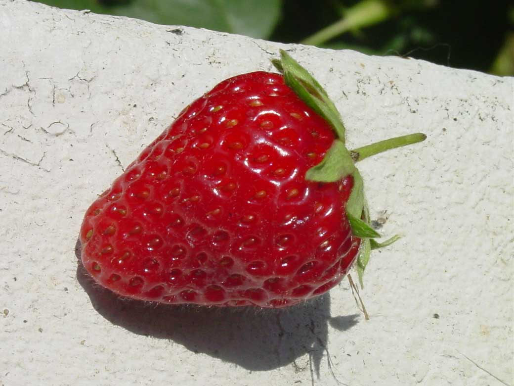 Middenlate Aardbei 'Mr. Mes'