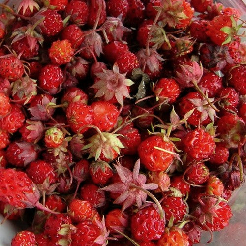 Double-Flowered Alpine Strawberry 'Multiplex' / 'Plena'
