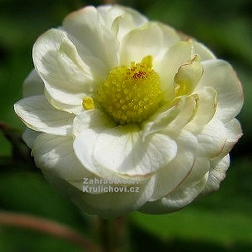 Double-Flowered Alpine Strawberry 'Multiplex' / 'Plena'