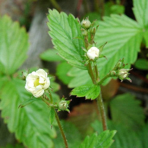 Double-Flowered Alpine Strawberry 'Multiplex' / 'Plena'
