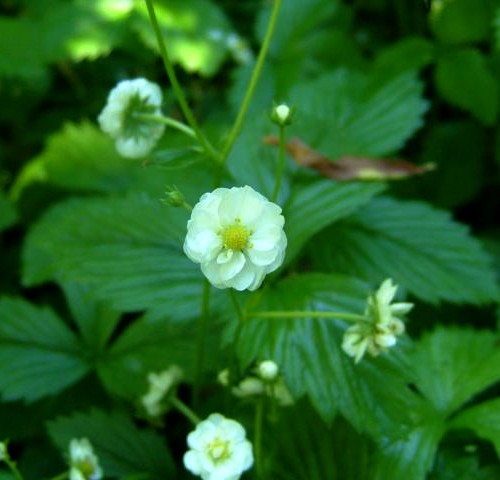 Double-Flowered Alpine Strawberry 'Multiplex' / 'Plena'