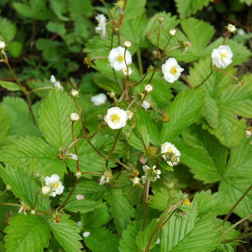 Double-Flowered Alpine Strawberry 'Multiplex' / 'Plena'