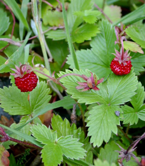 Wilde Bosaardbei 'Noorse Bos' / 'Rodluvan' / 'Alpine Rou'