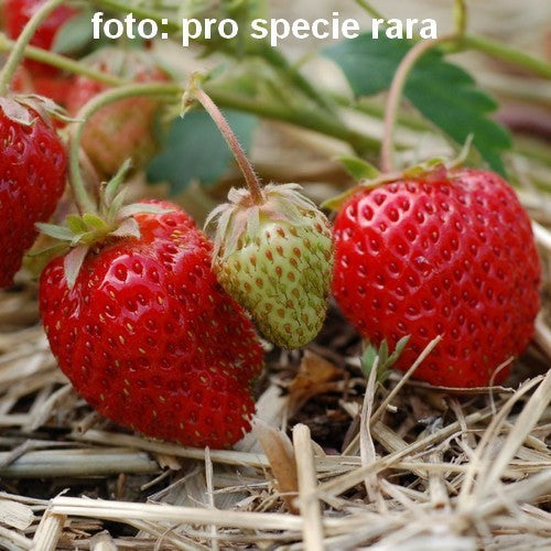 Aardbeien'Oberschlesien'