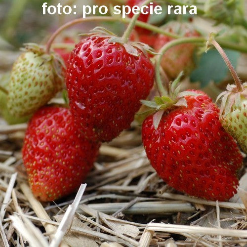 Aardbeien'Oberschlesien'