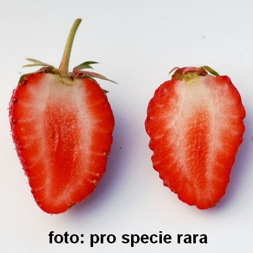 Aardbeien'Oberschlesien'