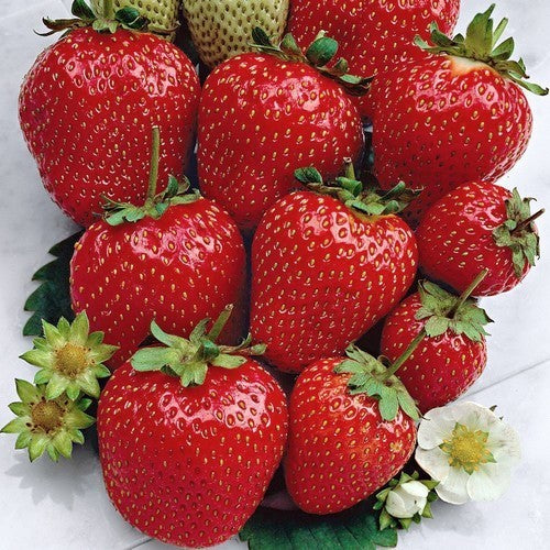 Perpetual Strawberry 'Ostara'