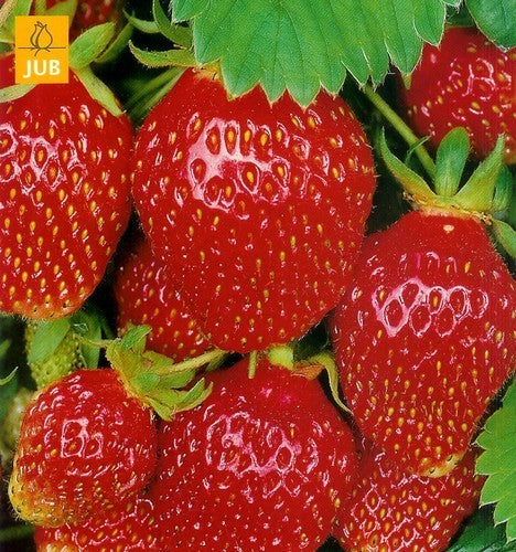 Perpetual Strawberry 'Ostara'