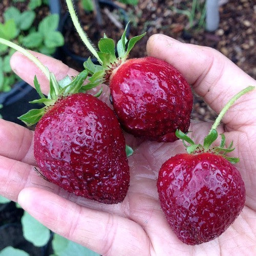 Late Aardbei 'Pizunda'