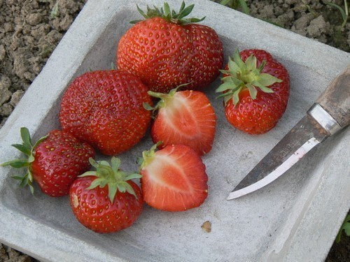 Middenlate Aardbei 'Polka'