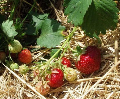 Middenlate Aardbei 'Polka'