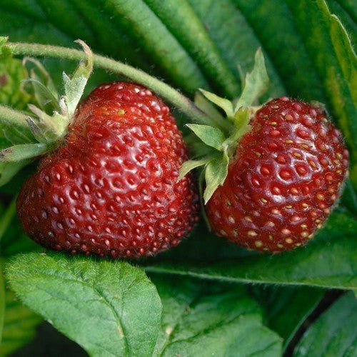 Kaneel-Aardbeitje 'Profumata di Tortona'