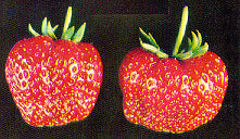 Semi-Doordragende Aardbei 'Red Gauntlet' / 'Redgauntlet'