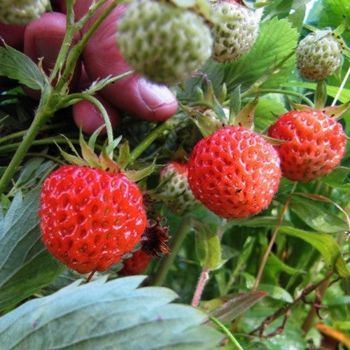 Vroege Wilde Aardbei 'May Queen'