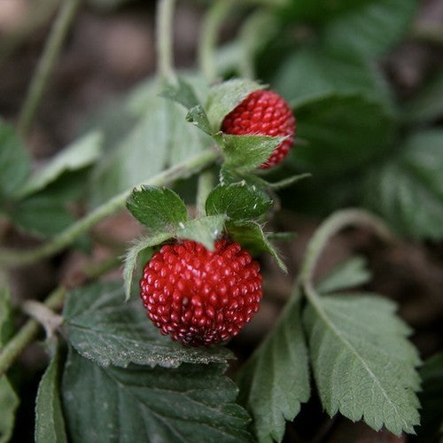 Grote Bosaardbei 'Royal Red'