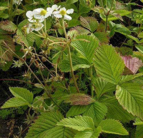 Grote Bosaardbei 'Royal Red'