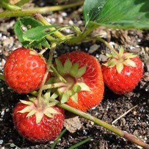 Vroege Aardbei 'Royal Sovereign'