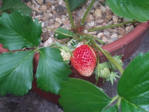 Vroege Aardbei 'Royal Sovereign'