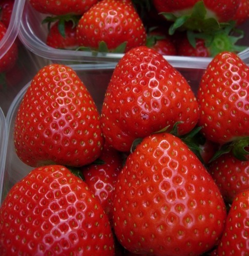 Vroege Aardbei 'Rumba'