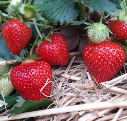 Vroege Aardbei 'Rumba'