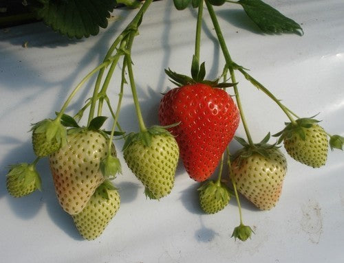 Vroege Aardbei 'Rumba'